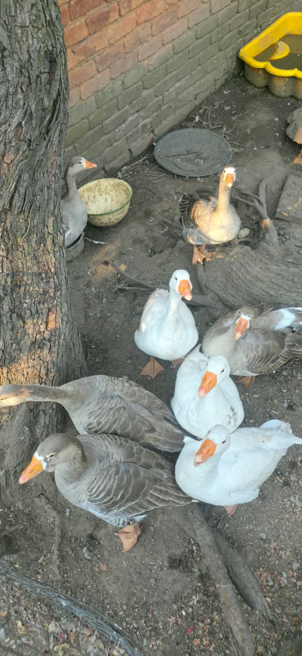 Ducks at Love of Christ Farming